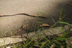 Urochloa mutica