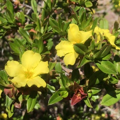 Hibbertia cuneiformis