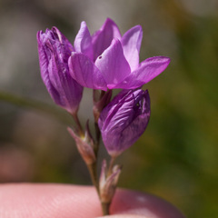 Ixia micrandra
