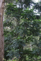 Dysoxylum mollissimum