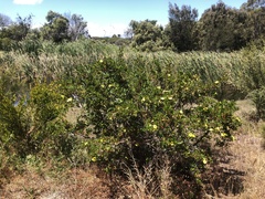 Hibbertia cuneiformis