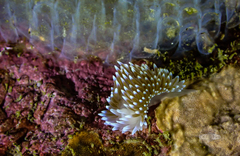 Antiopella longidentata