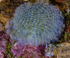 Antiopella longidentata