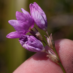 Ixia micrandra