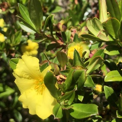 Hibbertia cuneiformis