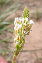Hebenstretia integrifolia