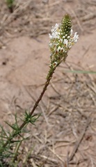 Hebenstretia integrifolia