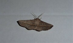 Antictenia punctunculus