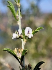 Psoralea candicans