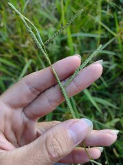 Paspalum scrobiculatum