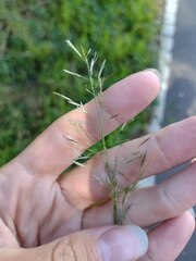 Eragrostis tenuifolia