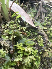 Anthoceros