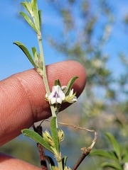 Psoralea candicans
