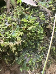 Anthoceros