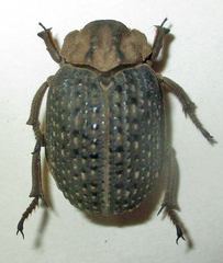 Trogidae