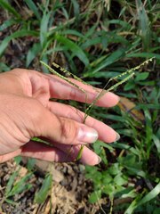 Paspalum mandiocanum