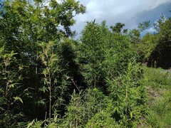 Phyllostachys nigra henonis