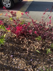 Alternanthera brasiliana
