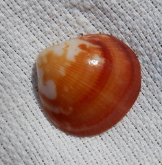 Glycymeris glycymeris
