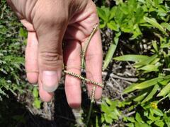 Paspalum scrobiculatum