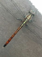 Lathrecista asiatica
