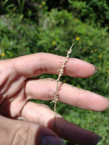 Sacciolepis indica observed 2022-10-28