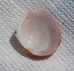 Glycymeris glycymeris