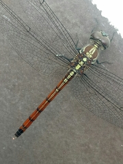 Lathrecista asiatica