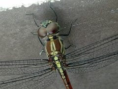 Lathrecista asiatica