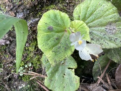 Begonia hirtella