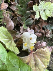 Begonia hirtella