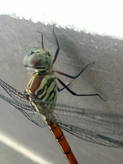 Lathrecista asiatica