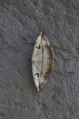 Hypopyra vespertilio