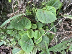 Begonia hirtella