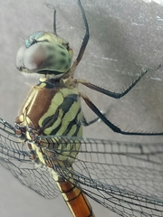 Lathrecista asiatica