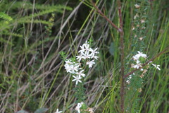 Olearia ramulosa