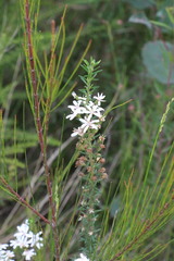 Olearia ramulosa