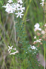 Olearia ramulosa