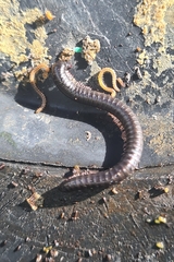 Ommatoiulus moreleti