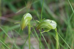 Pterostylis curta × nutans