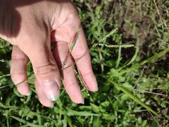 Paspalum mandiocanum