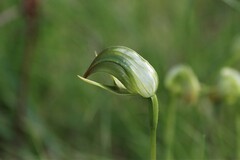 Pterostylis curta × nutans