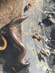 Ommatoiulus moreleti