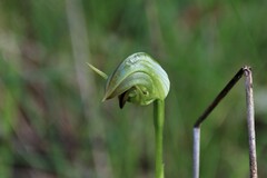 Pterostylis curta × nutans