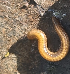 Ommatoiulus moreleti