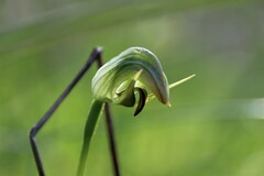 Pterostylis curta × nutans