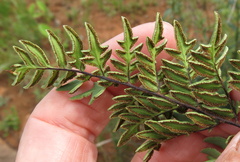 Cheilanthes quadripinnata