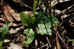 Pterostylis curta × nutans