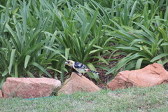 Trachyphonus vaillantii