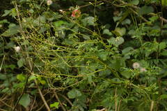 Erechtites valerianifolius